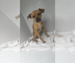 A663450 - Male Chihuahua Dog for Adoption - Small photo