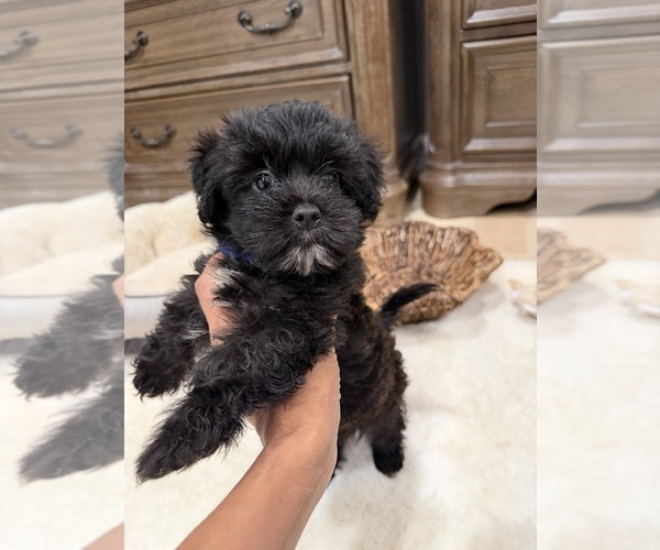 Medium Photo #1 Chi-Poo (Toy) Puppy For Sale in BROCKTON, MA, USA