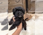 Image preview for Ad Listing. Nickname: Teddy