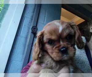 Cavalier King Charles Spaniel Puppy for sale in EAST PROVIDENCE, RI, USA
