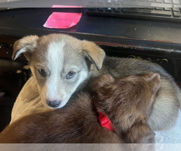 Medium Photo #3 Huskies -Labrador Retriever Mix Puppy For Sale in Princeton, MN, USA