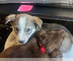 Small #2 Huskies -Labrador Retriever Mix