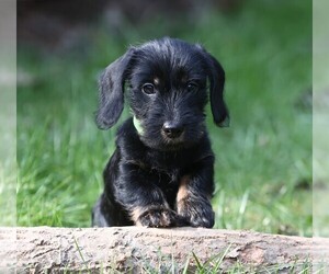 Dachshund Puppy for sale in Budapest, Budapest, Hungary