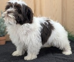 Small #5 Havanese