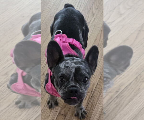 Medium Photo #1 French Bulldog Puppy For Sale in Miami, FL, USA
