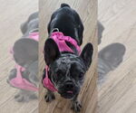 Small French Bulldog