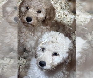Goldendoodle Puppy for Sale in EASTON, Massachusetts USA