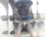 Small Photo #10 German Shepherd Dog Puppy For Sale in SACO, ME, USA
