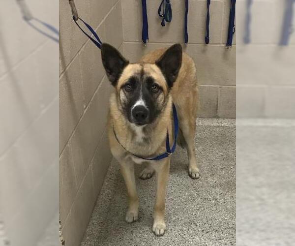 Medium Photo #1 German Shepherd Dog-Unknown Mix Puppy For Sale in Conroe, TX, USA