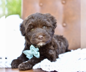 Medium Portuguese Water Dog