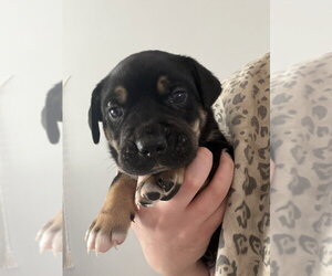 Labrottie Dogs for adoption in Brewster, NY, USA