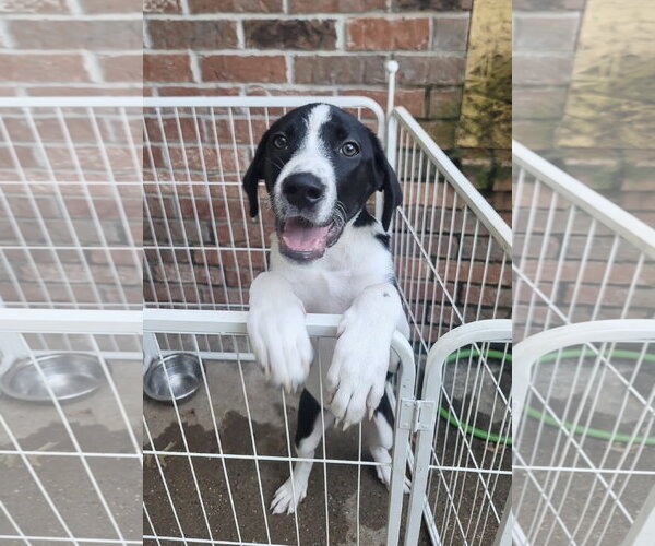 Medium Photo #2 Great Pyrenees Puppy For Sale in Spring, TX, USA