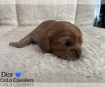 Puppy Dior Cavalier King Charles Spaniel