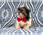 Small Photo #15 Poodle (Miniature)-Shorkie Tzu Mix Puppy For Sale in LAKELAND, FL, USA