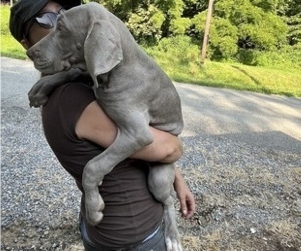 Medium Photo #27 Great Dane Puppy For Sale in SPRAGGS, PA, USA