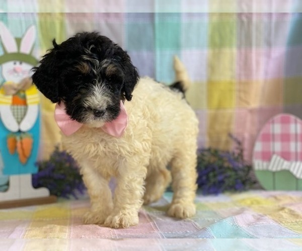 Medium Photo #1 Bernedoodle Puppy For Sale in LANCASTER, PA, USA