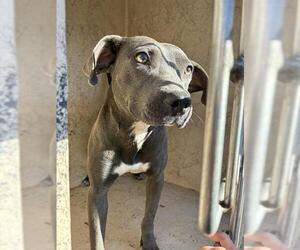 American Pit Bull Terrier-Unknown Mix Dogs for adoption in Oklahoma City, OK, USA