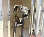 TORY - Female American Pit Bull Terrier-Unknown Mix Dog for Adoption - Small photo