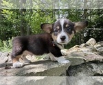 Small #11 Pembroke Welsh Corgi