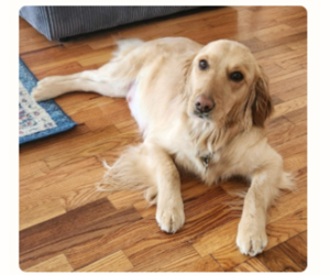 Mother of the Goldendoodle (Miniature) puppies born on 07/22/2025