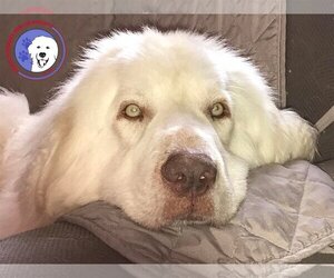 Great Pyrenees Dogs for adoption in Spring, TX, USA