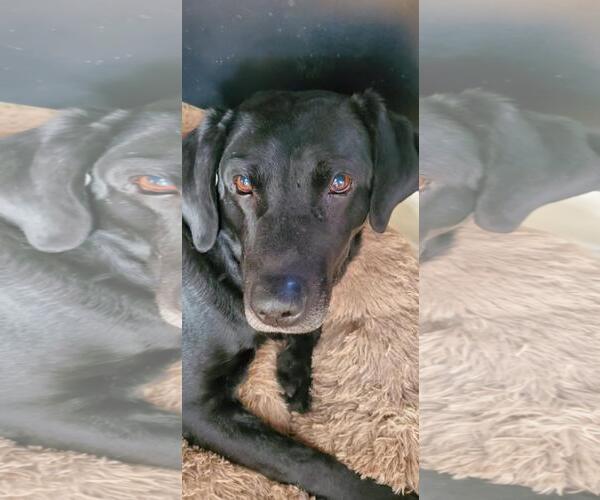 Medium Photo #7 Labrador Retriever Puppy For Sale in Crystal, MN, USA