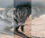 Small #6 Labrador Retriever
