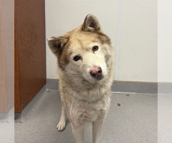 Medium Photo #2 Siberian Husky Puppy For Sale in Rancho Cucamonga, CA, USA