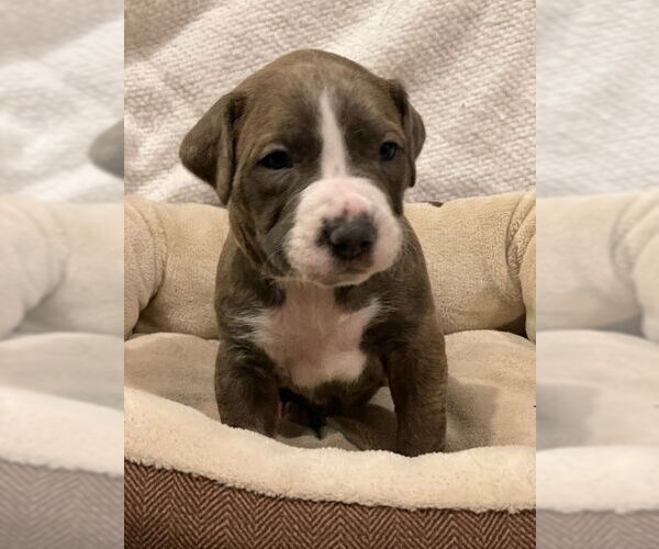 Medium Photo #2 American Bulldog Puppy For Sale in Duluth, MN, USA