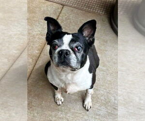 Boston Terrier Dogs for adoption in Little Elm, TX, USA