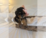 Small Photo #32 Miniature Bernedoodle Puppy For Sale in AUBURNDALE, FL, USA