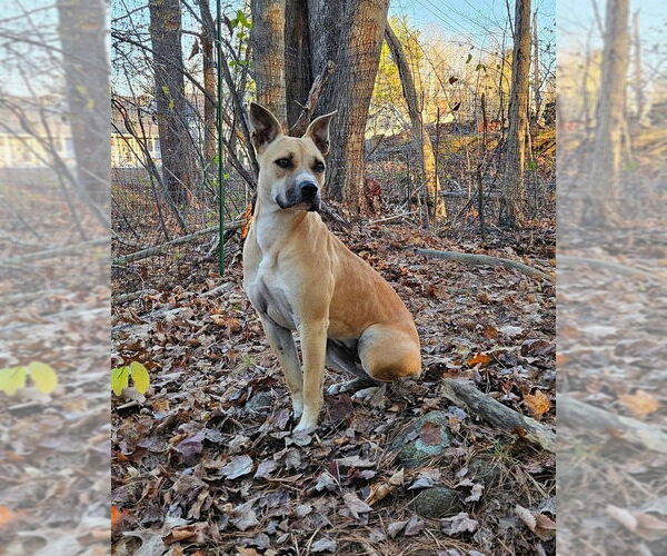 Medium Photo #1 Black Mouth Cur-Boxer Mix Puppy For Sale in Green Forest, AR, USA