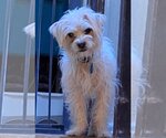 Small Photo #1 ShiChi Puppy For Sale in Colorado Springs, CO, USA