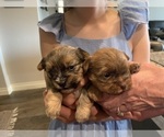 Small Photo #4 Shorkie Tzu Puppy For Sale in EDMOND, OK, USA