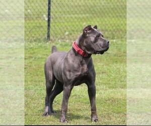 Mother of the Cane Corso puppies born on 11/17/2025
