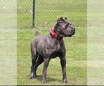 Small Photo #1 Cane Corso Puppy For Sale in RAEFORD, NC, USA