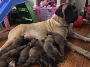 Mother of the Mastiff puppies born on 08/21/2017
