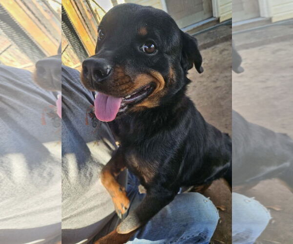Medium Photo #3 Rottweiler Puppy For Sale in Mooresville, NC, USA