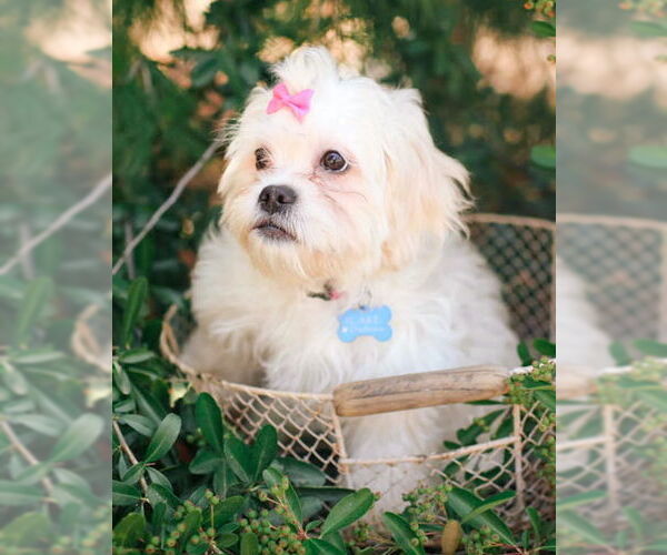 Medium Photo #4 Shih Tzu Puppy For Sale in Corona, CA, USA