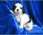 Small Photo #8 Cavalier King Charles Spaniel Puppy For Sale in NORWOOD, MO, USA