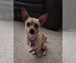 Small #2 Chiweenie