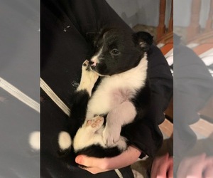Border Collie-Unknown Mix Puppy for sale in ARLINGTON, WA, USA