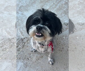 Whizzy - Male Shih Tzu Dog for Adoption - Photo #7
