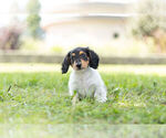 Small #4 Dachshund