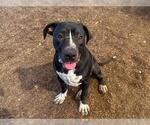 Small #1 American Pit Bull Terrier