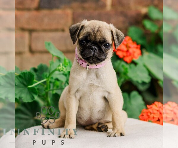 Medium Photo #3 Pug Puppy For Sale in ORRSTOWN, PA, USA