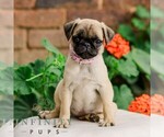 Small #2 Pug