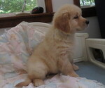 Small #9 Golden Retriever
