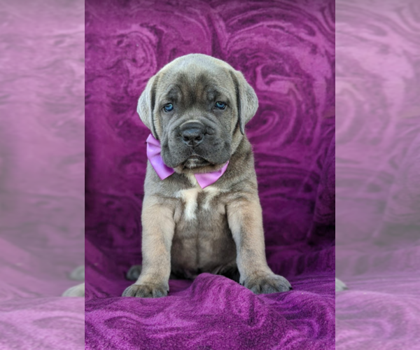Medium Photo #2 Cane Corso Puppy For Sale in KIRKWOOD, PA, USA