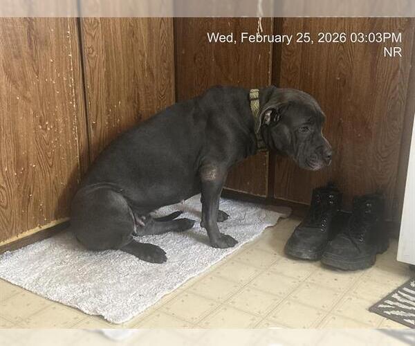 Medium Photo #1 American Pit Bull Terrier Puppy For Sale in Ocala, FL, USA